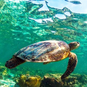 Great Barrier Reef Giant Sea Turtle
