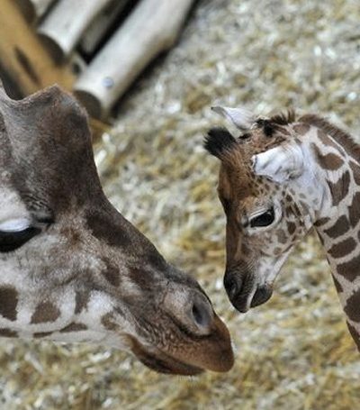 Baby Giraffe - Budapest Zoo and Botanic Garden