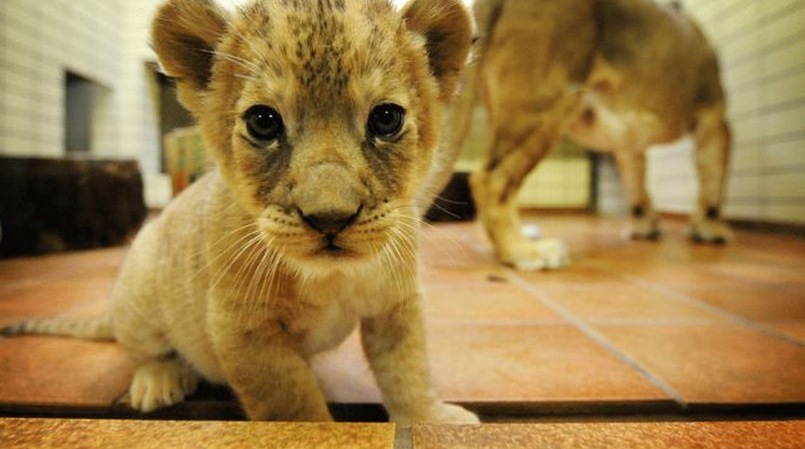Baby Lion - Dortmund Zoo
