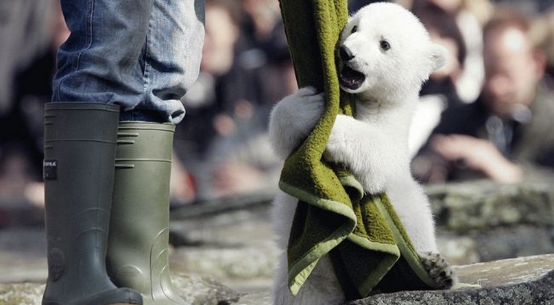 Baby Polar Bear Knut - Berlin Zoo