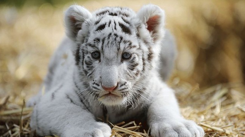 Baby White Tiger - Serengeti-Park