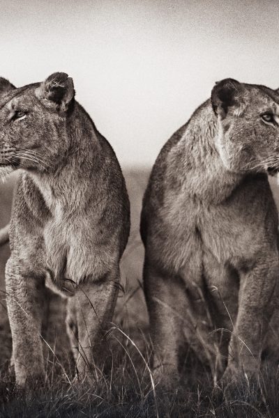 Nick Brandt - Wildlife Photographer - Lionesses