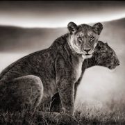 Nick Brandt - Wildlife Photographer - Lions