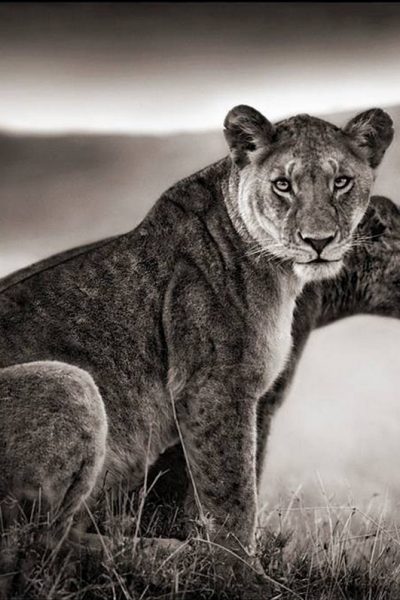 Nick Brandt - Wildlife Photographer - Lions