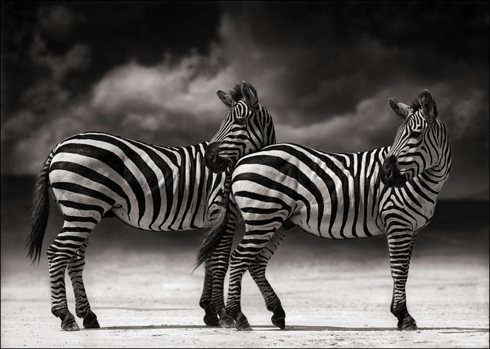 Nick-Brandt-Wildlife-Photographer-zebras-turning-heads