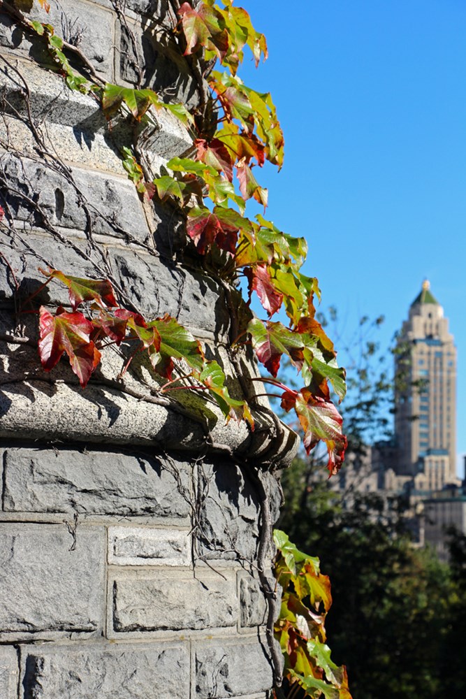 Central Park Photos - 16