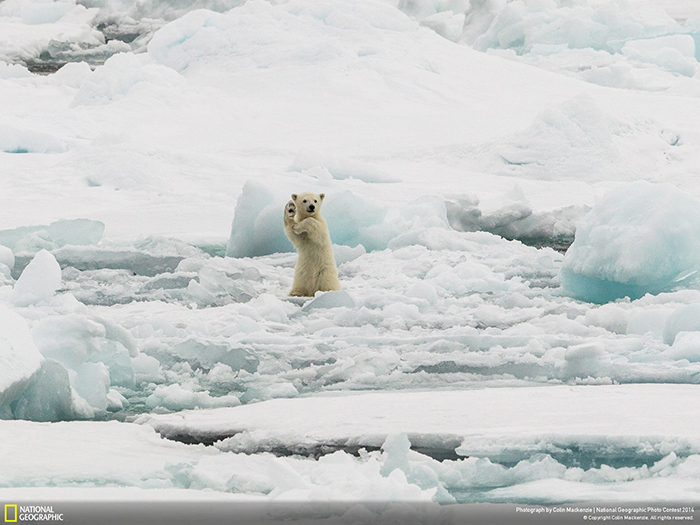 National Geographic Photo Contest - Arctic Hi Five