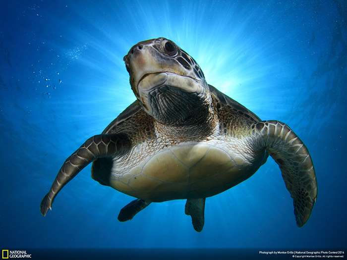 National Geographic Photo Contest - For The Sky
