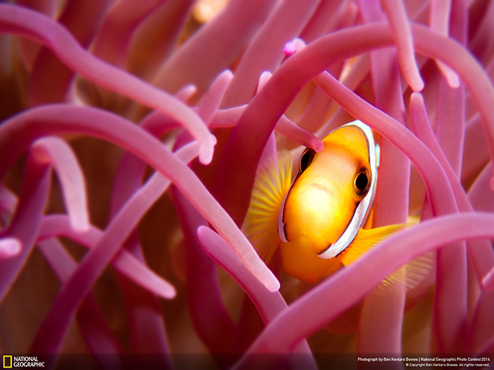 National Geographic Photo Contest - Fragile Beauty