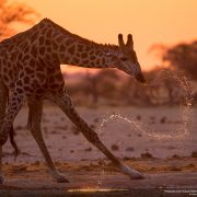 National Geographic Photo Contest - Giraffe Spray