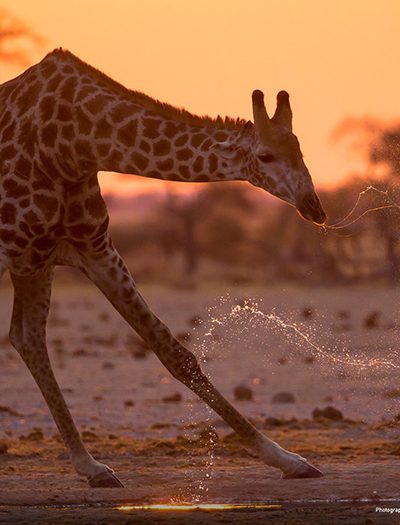 National Geographic Photo Contest - Giraffe Spray