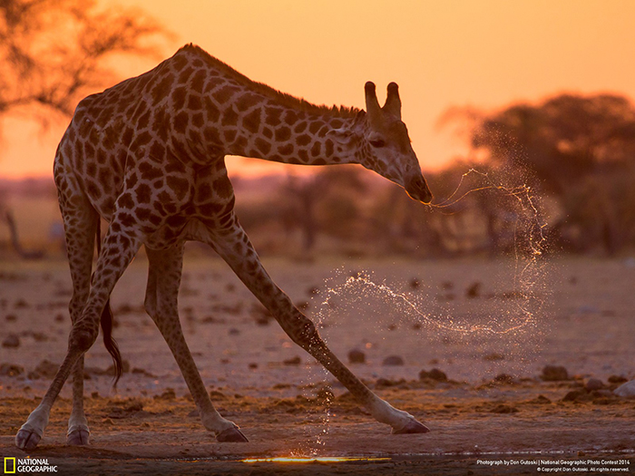 National Geographic Photo Contest - Giraffe Spray