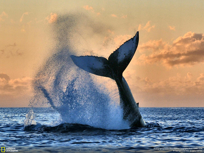 National Geographic Photo Contest - Morning Awakening