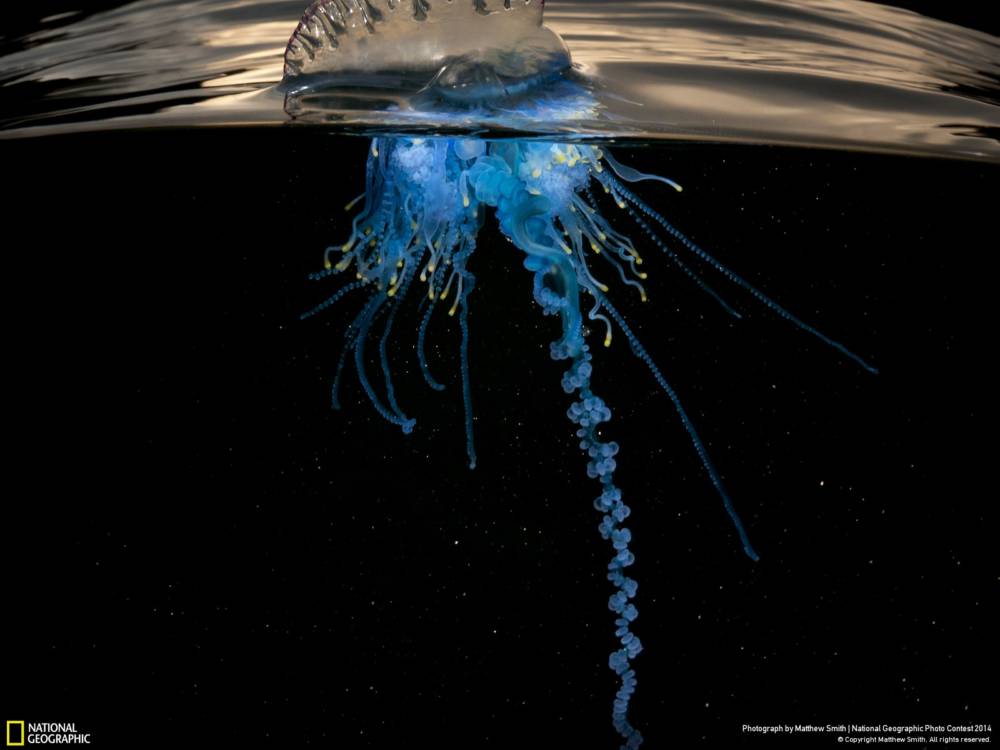 National Geographic Photo Contest - Physalia Physalis