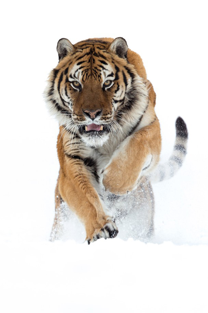 National Geographic Photo Contest - Siberian by Michel Zoghzoghi