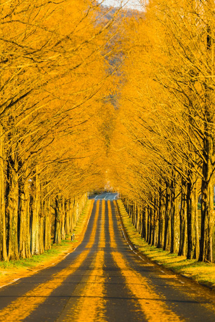 National Geographic Photo Contest -Through the Golden Road