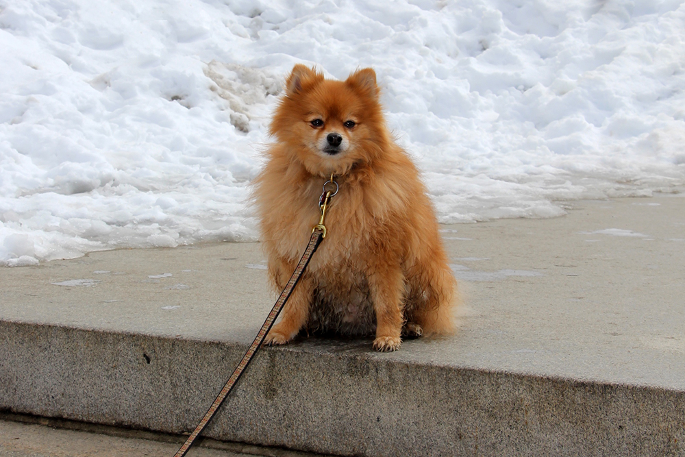Cute Dog in Central Park