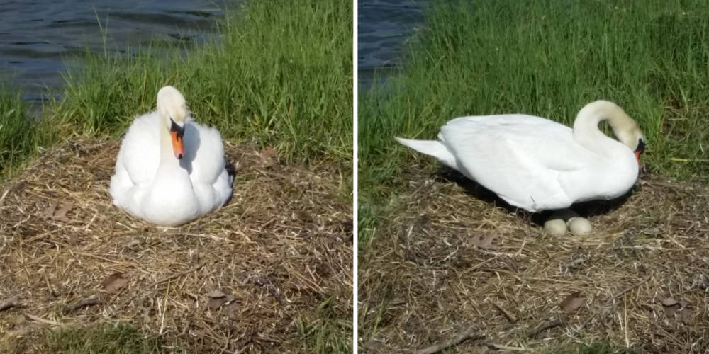 Swan Nest
