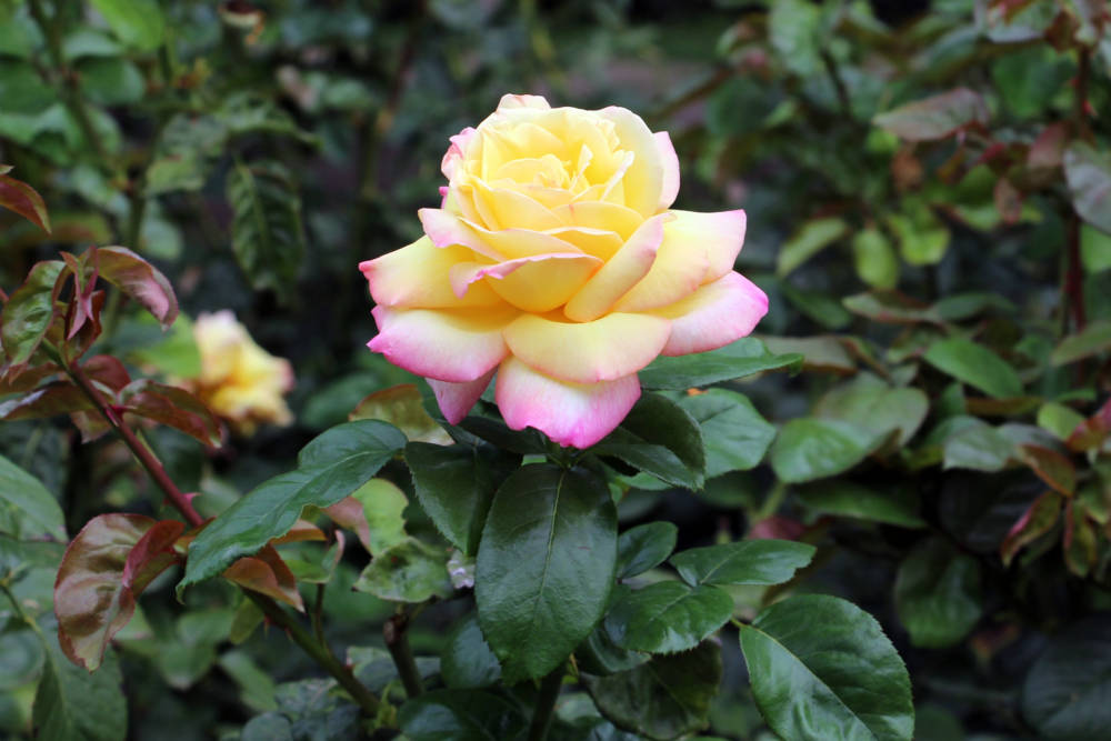 Rose in the Buda Castle Garden