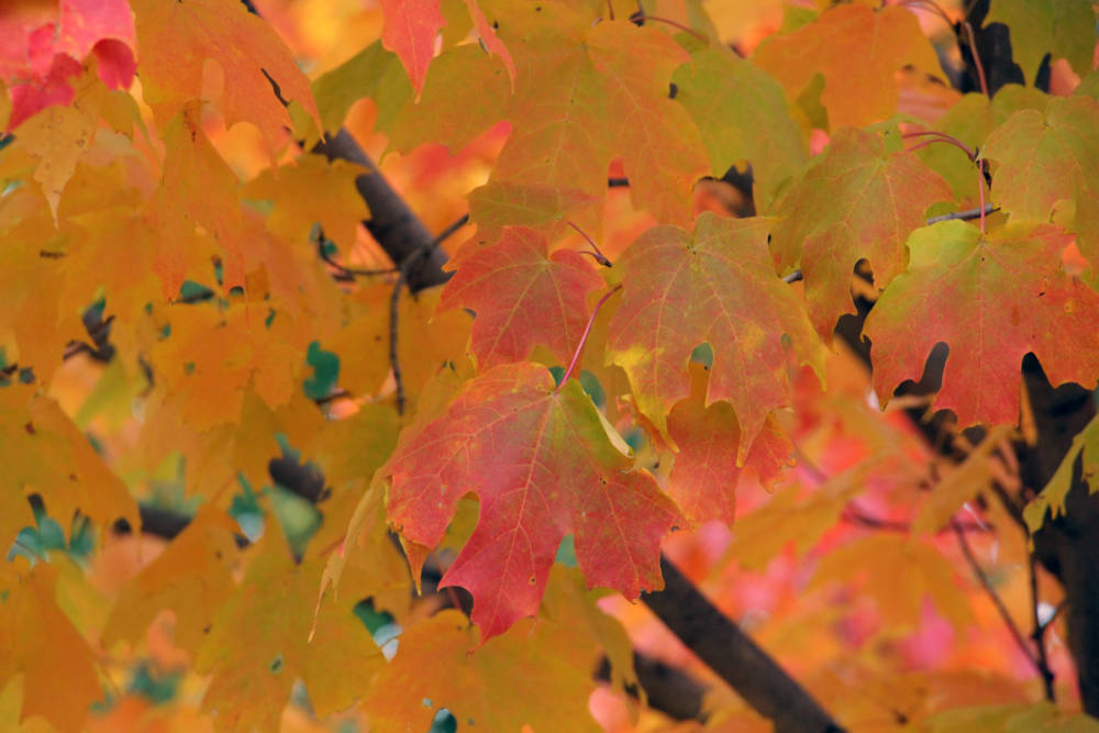 Fall Foliage