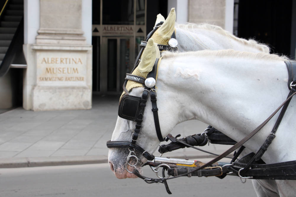 Horse Carriage Outside Albertina Museum Vienna Austria