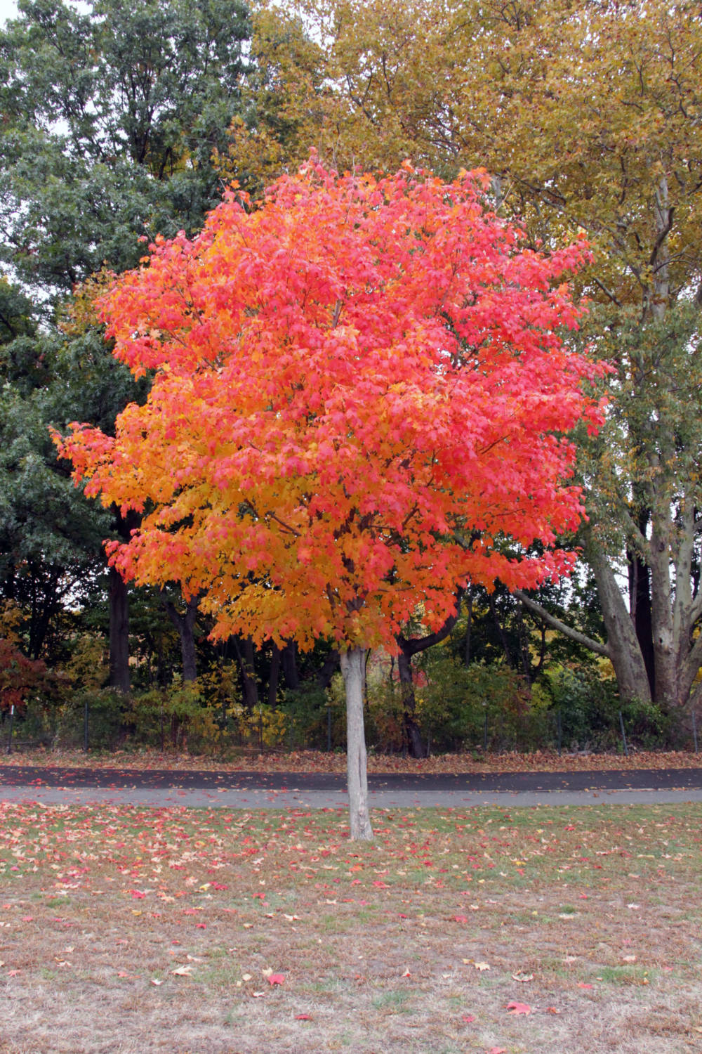 Red Tree Fall Foliage