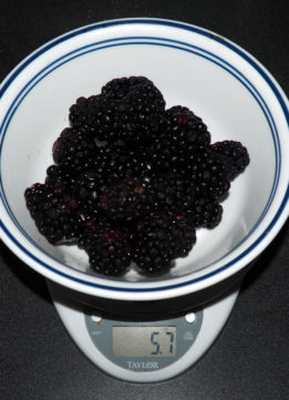 Counting Calories - Blackberries on a Scale