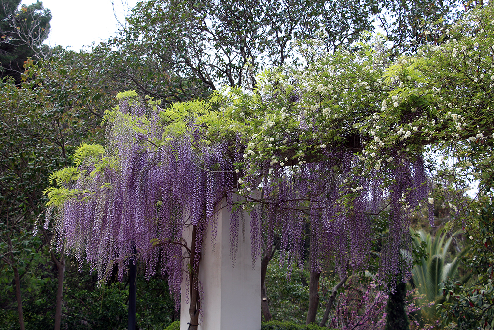 Purple Flowers in Parc de Montjuic