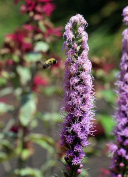 Bee on Flower in Carl Schurz Park