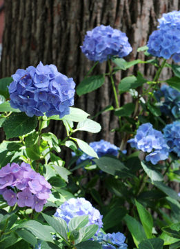 Blue Hydrangeas in Carl Schurz Park