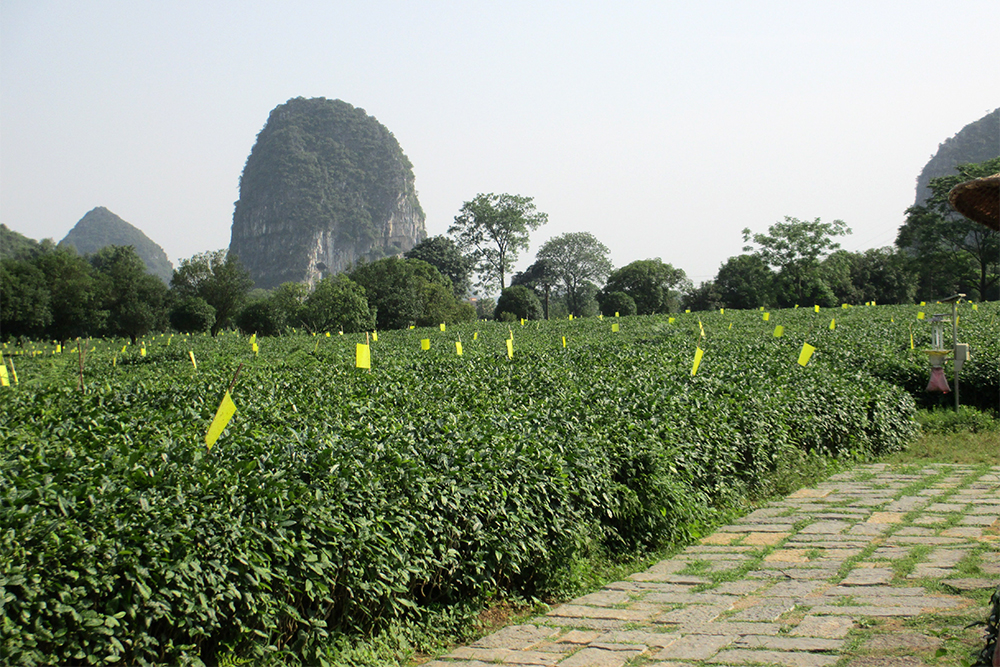 Osmanthus Tea Growing in China