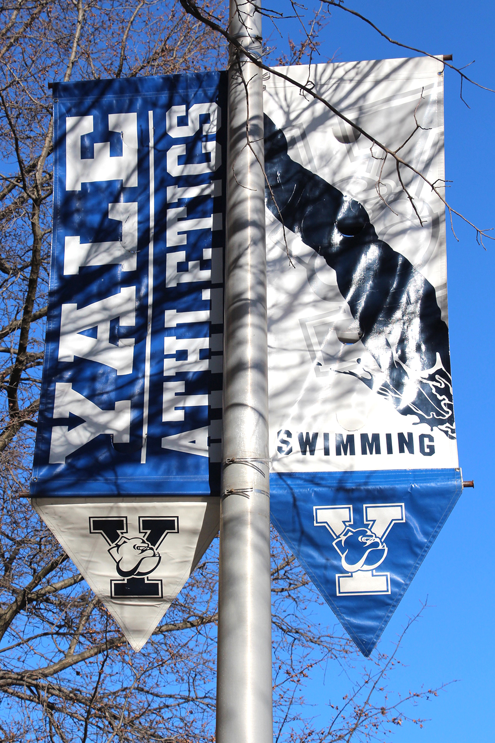 Yale Swimming Banners