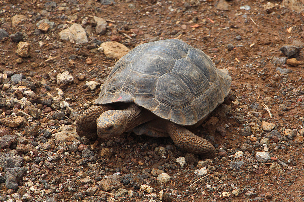3 Year Old Galapagos Giant Tortoise