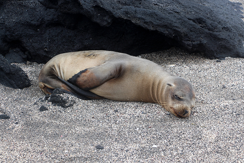 Baby Sea Lion Sleeping on the Beach in the Galapagos