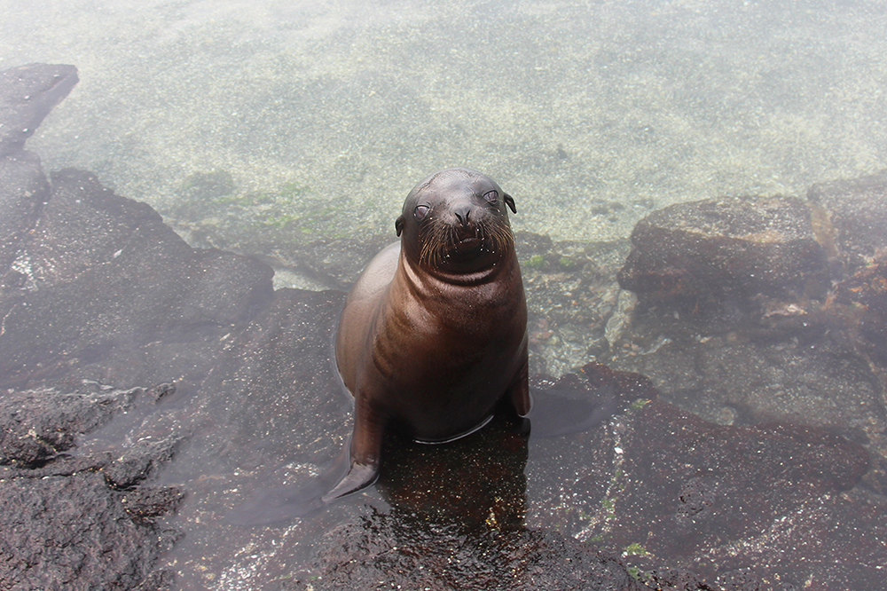 Baby Sea Lion in the Galapagos