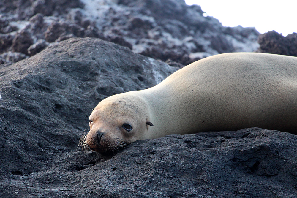 Fur Seal at Buccaneer Cove Galapagos