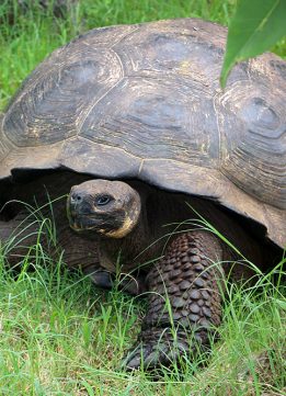Galapagos Giant Tortoise Through Trees