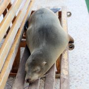 Galapagos Sea Lion Sleeping on a Bench in the Galapagos