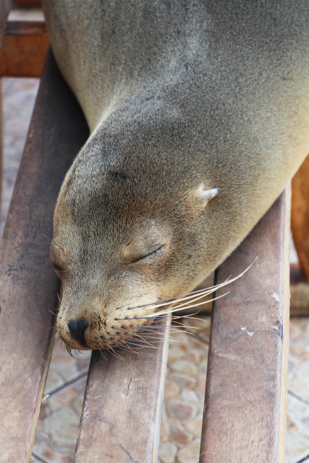 Galapagos Sea Lion Sleeping on a Bench in the Galapagos Islands