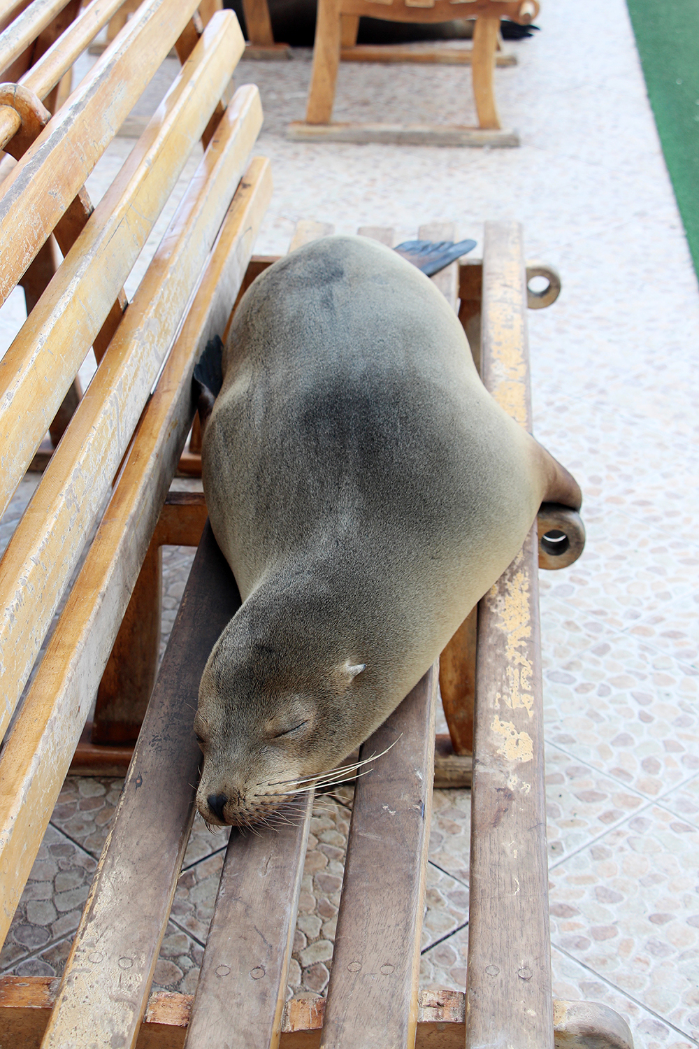 Galapagos Sea Lion Sleeping on a Bench in the Galapagos