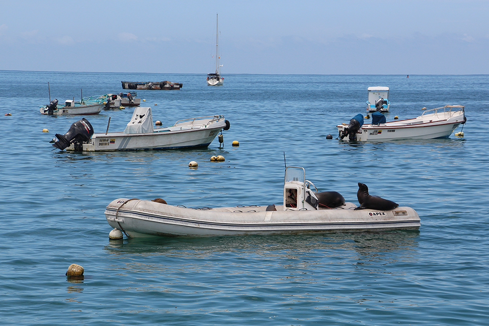 Sea Lions on a Zodiak Boat