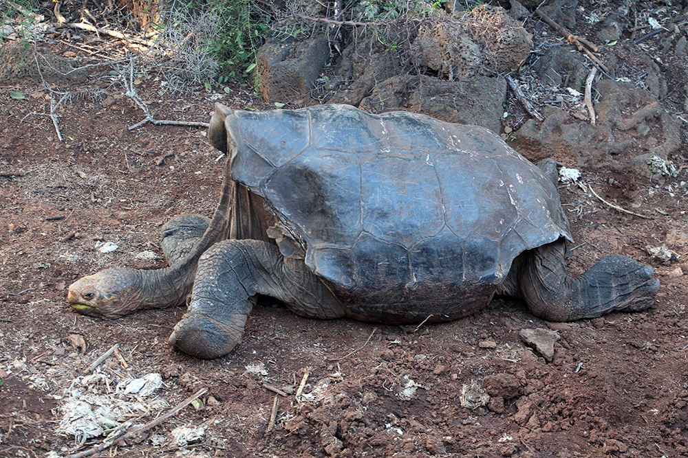 Super Diego Galapagos Giant Tortoise