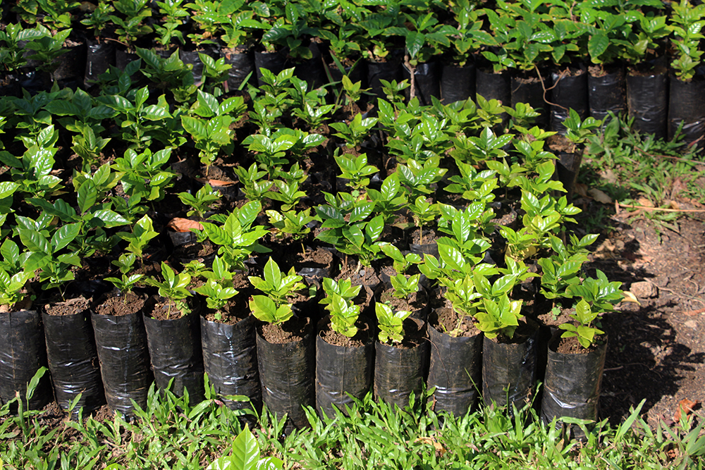 Budding Baby Coffee Plants at Lava Java in the Galapagos