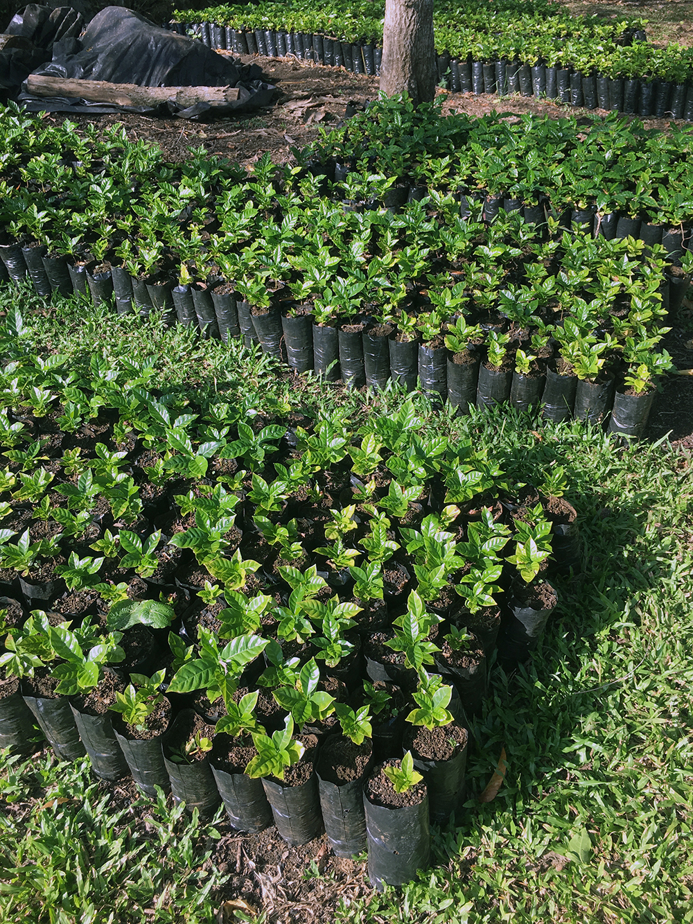 Budding Coffee Plants at Lava Java in the Galapagos
