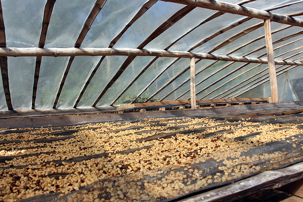 Coffee Beans Drying at Lava Java in the Galapagos