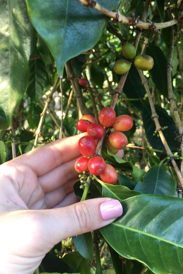 Coffee Beans on the Tree at Cafe Lava Java in the Galapagos