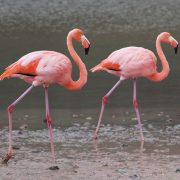Galapagos Animals The Greater Flamingo