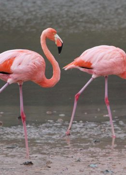 Galapagos Animals The Greater Flamingo