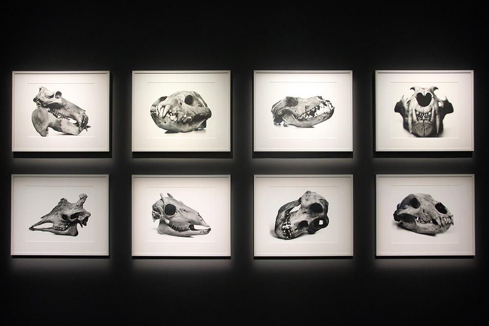 Irving Penn Animal Skulls at the Fotografiska Museum in Stockholm