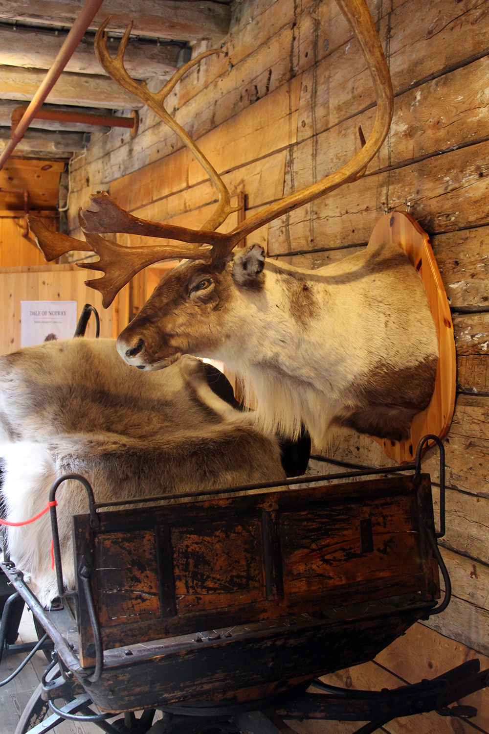 Moose Head in Bergen Norway